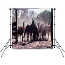 Horse Muster Backdrops 67353980