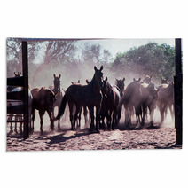 Horse Muster Rugs 67353980