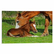 Horse Rugs 51338837
