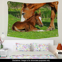 Horse Wall Art 51338837