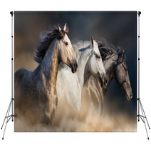 Horses With Long Mane Portrait Run Gallop In Desert Dust Backdrops 106659074