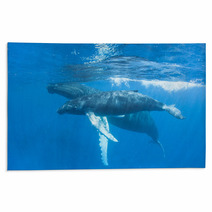 Humpback Mother And Calf Rugs 62536893