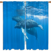 Humpback Mother And Calf Window Curtains 62536893
