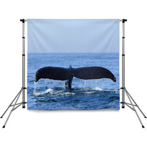 Humpback Whale Backdrops 36365215