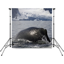 Humpback Whale Diving Back Into The Water In The Spray From The Backdrops 66241900
