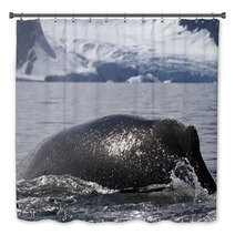 Humpback Whale Diving Back Into The Water In The Spray From The Bath Decor 66241900