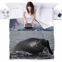 Humpback Whale Diving Back Into The Water In The Spray From The Blankets 66241900