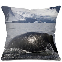 Humpback Whale Diving Back Into The Water In The Spray From The Pillows 66241900
