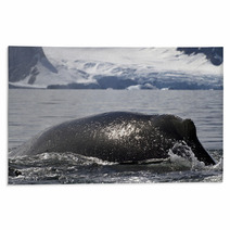 Humpback Whale Diving Back Into The Water In The Spray From The Rugs 66241900