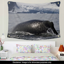 Humpback Whale Diving Back Into The Water In The Spray From The Wall Art 66241900