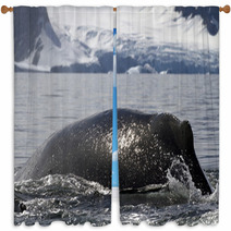 Humpback Whale Diving Back Into The Water In The Spray From The Window Curtains 66241900
