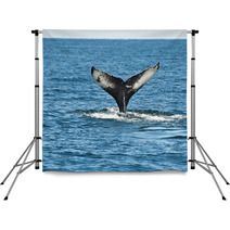 Humpback Whale Fin Backdrops 43731045