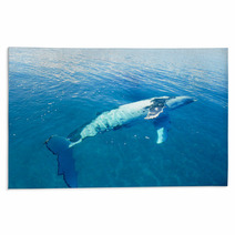 Humpback Whale In Australia Rugs 28652029