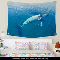 Humpback Whale In Australia Wall Art 28652029