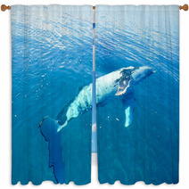 Humpback Whale In Australia Window Curtains 28652029