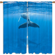 Humpback Whales Window Curtains 62536860