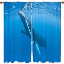 Humpback Whales Window Curtains 62537034