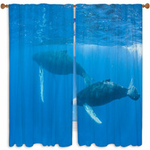 Humpback Whales Window Curtains 62537052