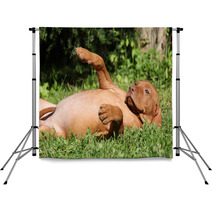 Hungarian Short-haired Pointing Dog Puppy Lying Backdrops 55325413