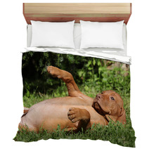 Hungarian Short-haired Pointing Dog Puppy Lying Bedding 55325413