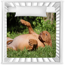 Hungarian Short-haired Pointing Dog Puppy Lying Nursery Decor 55325413