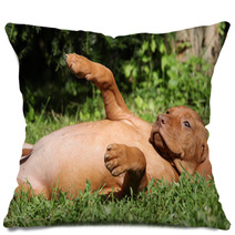 Hungarian Short-haired Pointing Dog Puppy Lying Pillows 55325413