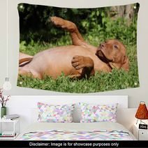 Hungarian Short-haired Pointing Dog Puppy Lying Wall Art 55325413
