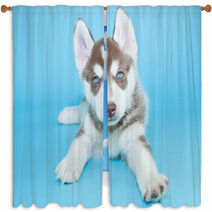 Husky Puppy Window Curtains 65861253