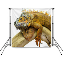 Iguana Reptile Animal Backdrops 55649506