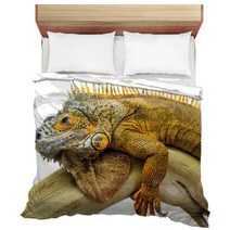 Iguana Reptile Animal Bedding 55649506
