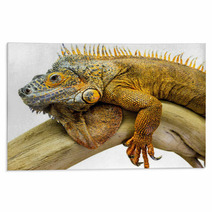 Iguana Reptile Animal Rugs 55649506