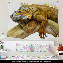 Iguana Reptile Animal Wall Art 55649506