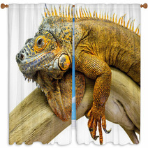 Iguana Reptile Animal Window Curtains 55649506