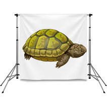 Illustration Of Little Turtle Backdrops 62452189