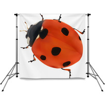 Illustration With Red Seven Ponts Ladybug On White Backdrops 60861232