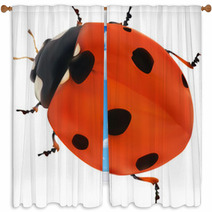 Illustration With Red Seven Ponts Ladybug On White Window Curtains 60861232