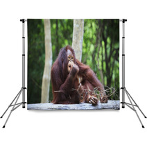 Indonesia Orangutan With Nature Blurry Background Use For Animal Backdrops 66204178