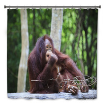 Indonesia Orangutan With Nature Blurry Background Use For Animal Bath Decor 66204178