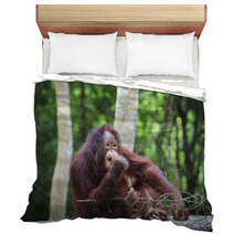 Indonesia Orangutan With Nature Blurry Background Use For Animal Bedding 66204178