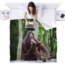 Indonesia Orangutan With Nature Blurry Background Use For Animal Blankets 66204178