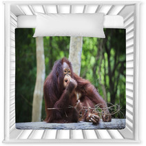 Indonesia Orangutan With Nature Blurry Background Use For Animal Nursery Decor 66204178