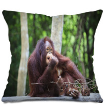 Indonesia Orangutan With Nature Blurry Background Use For Animal Pillows 66204178