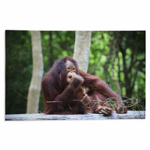 Indonesia Orangutan With Nature Blurry Background Use For Animal Rugs 66204178