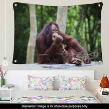 Indonesia Orangutan With Nature Blurry Background Use For Animal Wall Art 66204178