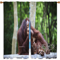 Indonesia Orangutan With Nature Blurry Background Use For Animal Window Curtains 66204178