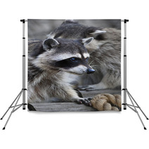  Inquisitive Look Of A Raccoon Or Washing Bear. The Head Of A Cute And Cuddly Animal, That Can Be Very Dangerous Beast. Side Face Portrait Of The Excellent Representative Of The Wildlife.. Backdrops 99130760