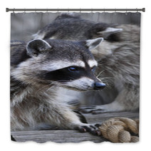  Inquisitive Look Of A Raccoon Or Washing Bear. The Head Of A Cute And Cuddly Animal, That Can Be Very Dangerous Beast. Side Face Portrait Of The Excellent Representative Of The Wildlife.. Bath Decor 99130760