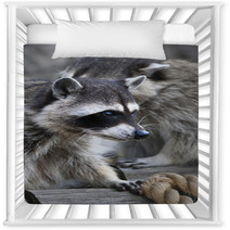  Inquisitive Look Of A Raccoon Or Washing Bear. The Head Of A Cute And Cuddly Animal, That Can Be Very Dangerous Beast. Side Face Portrait Of The Excellent Representative Of The Wildlife.. Nursery Decor 99130760