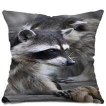  Inquisitive Look Of A Raccoon Or Washing Bear. The Head Of A Cute And Cuddly Animal, That Can Be Very Dangerous Beast. Side Face Portrait Of The Excellent Representative Of The Wildlife.. Pillows 99130760
