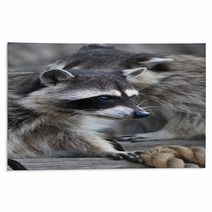  Inquisitive Look Of A Raccoon Or Washing Bear. The Head Of A Cute And Cuddly Animal, That Can Be Very Dangerous Beast. Side Face Portrait Of The Excellent Representative Of The Wildlife.. Rugs 99130760
